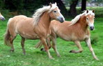 Haflinger