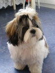 Shih tzu