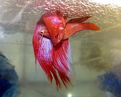 250px-Betta_spawning.jpg