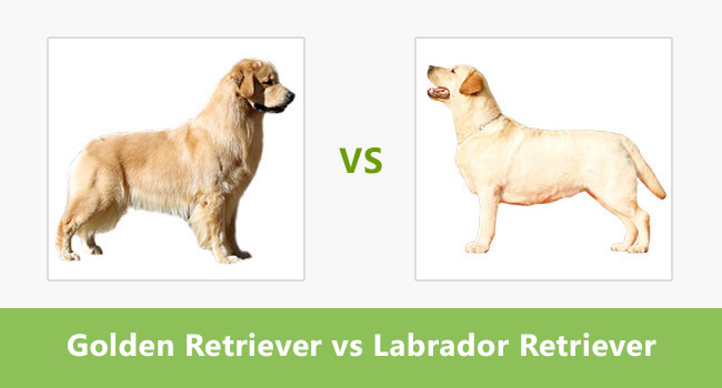 Czym różni się pies labrador od golden retriever? - Zapytaj.onet.pl