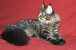 Maine Coon