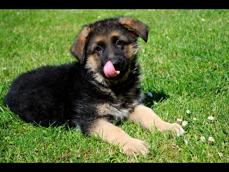 German_shepherd_puppy_by_Pawkeye.jpg