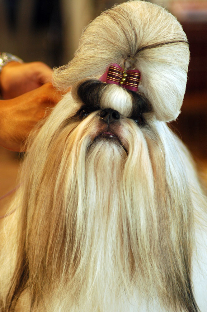 Shih_Tzu_portrait_show_dog.jpg