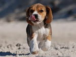 beagle:)