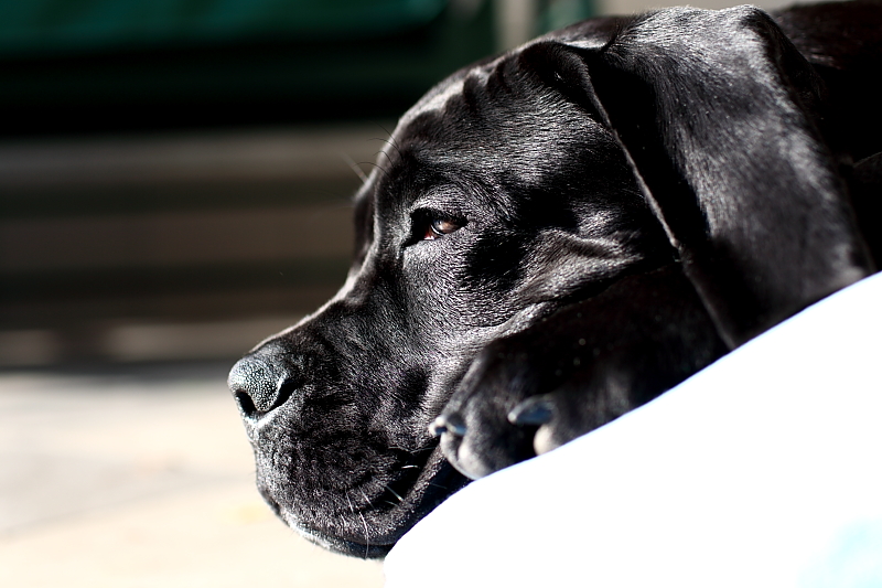 cane-corso-italiano-hodowla.JPG