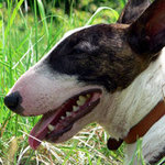 Bull terrier