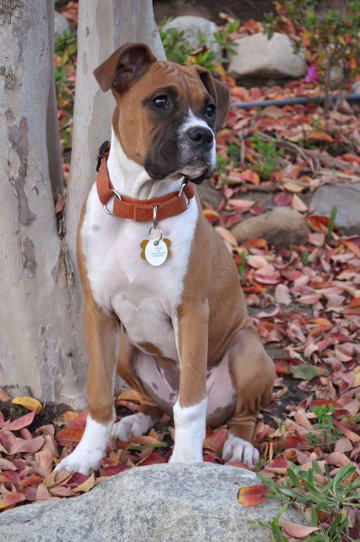 Boxer_Puppy___Oliver_by_AshleyShyD.jpg