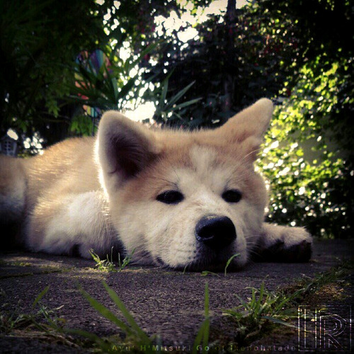 akita-inu-cute-dog-filme-Favim.com-633504_large.jpg