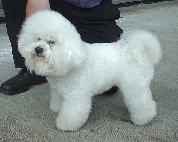 Bichon_Frise_600%281%29.jpg