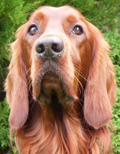 466px-Irish_Setter_001.jpg