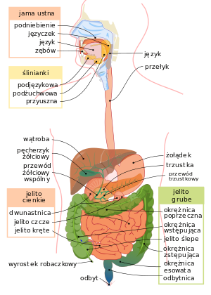 300px-Digestive_system_diagram_pl.svg.png