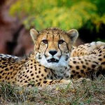 gepard