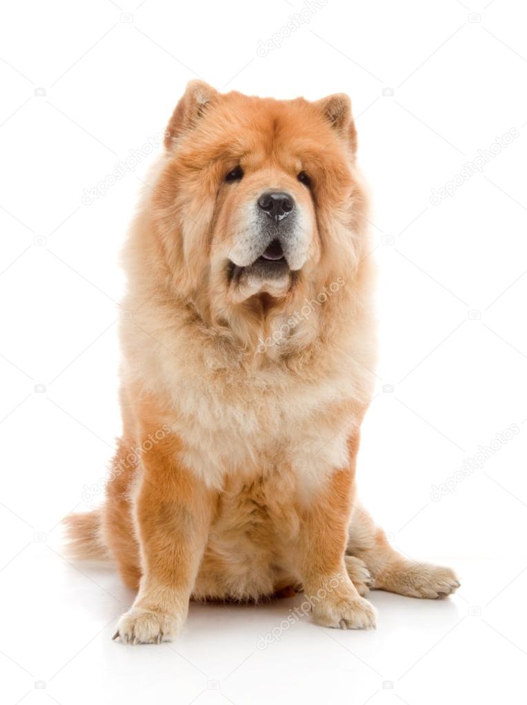 Chow chow