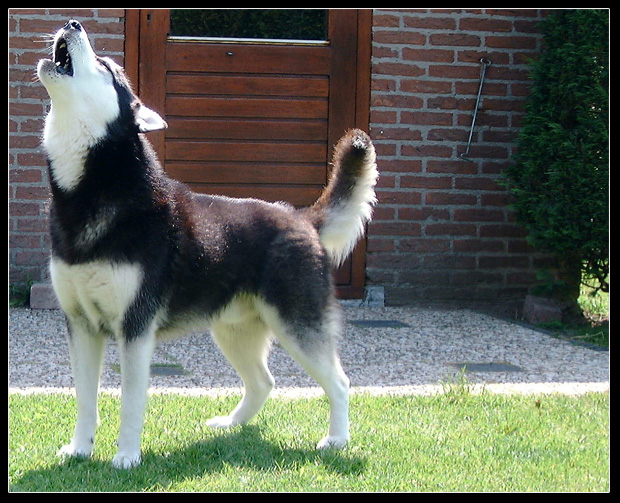 husky-howling.jpg