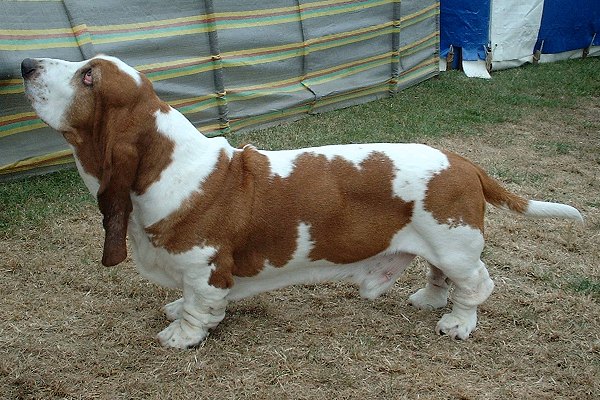 Basset_Hound_600.jpg