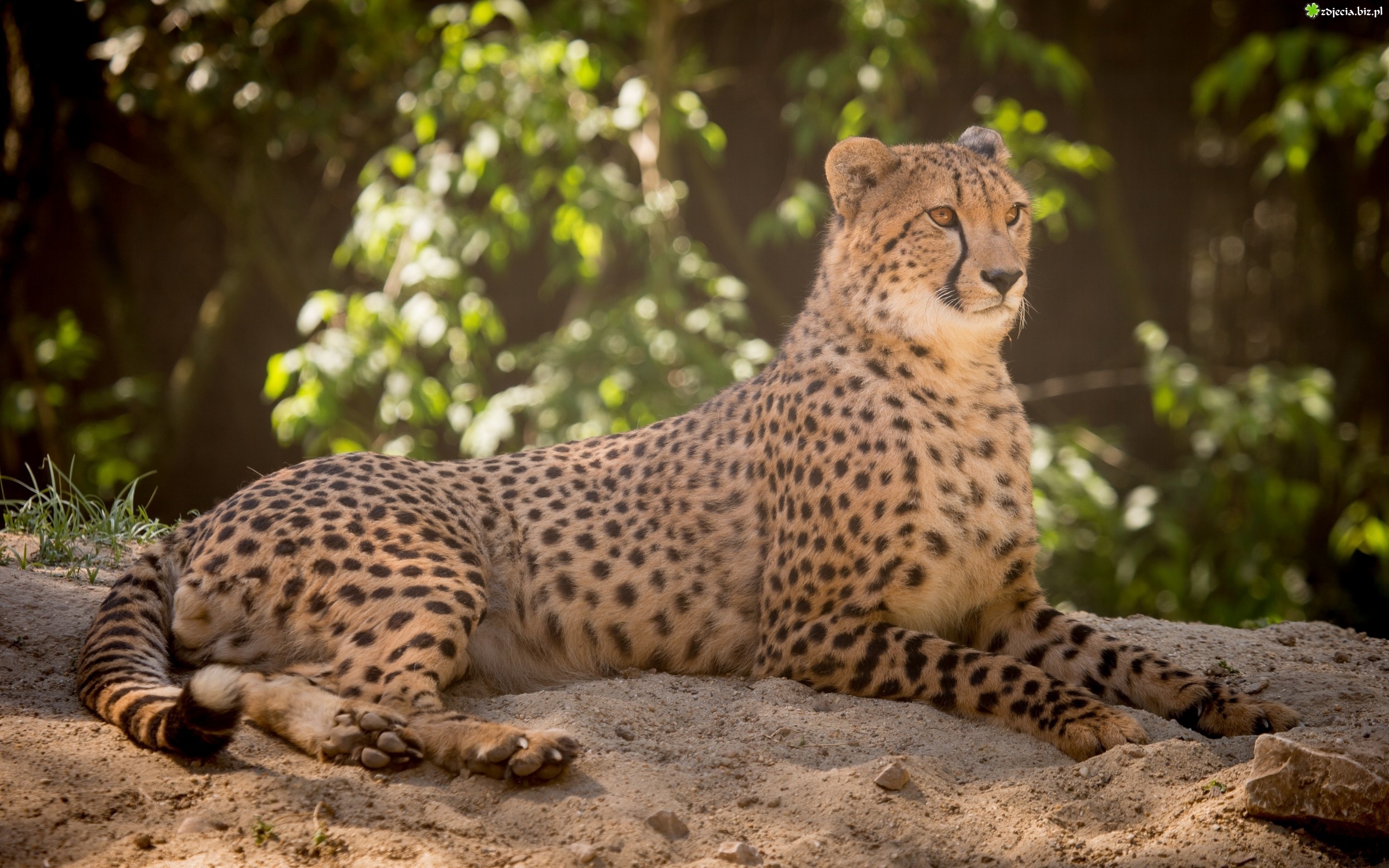 Gepard. Дикие животные гепард. CYGO гепард. Гепард животное фото. Кошка гепард.