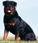 Rottweiler