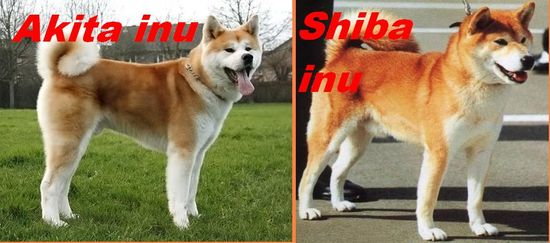 akita czy shiba