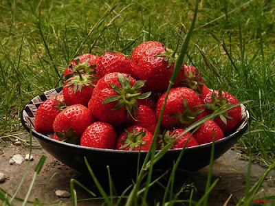 Strawberries-08.jpg