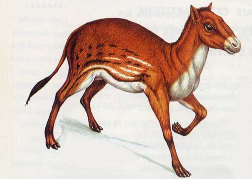 fact-about-horse-hyracotherium.jpg