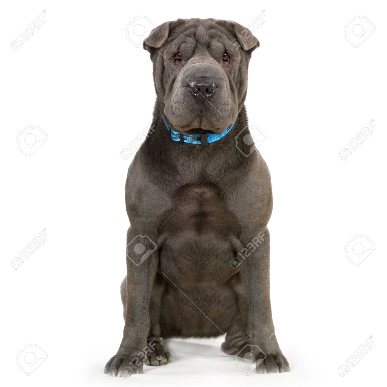 Shar pei