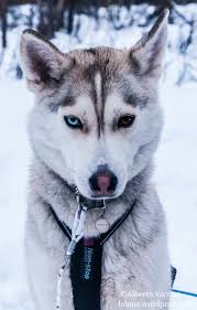 Husky 