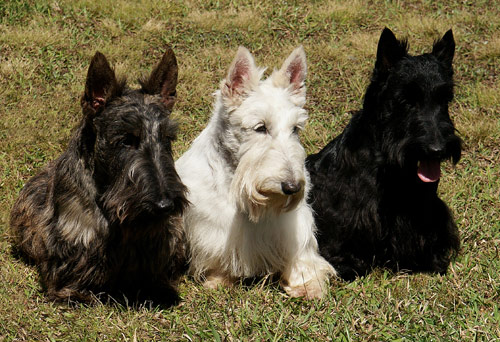 Scottish-Terrier_Fotos_1.jpg