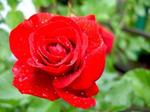 Róża Czerwona