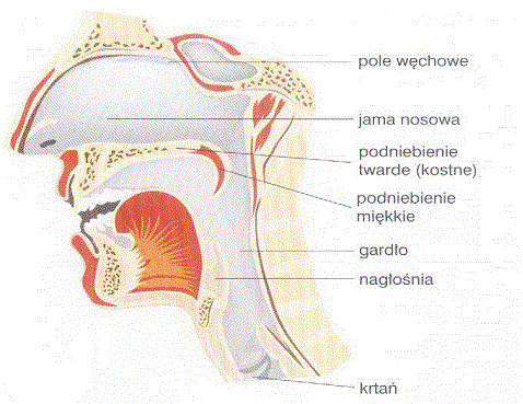 jama+nosowa.jpg