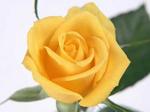 Róża Żółta