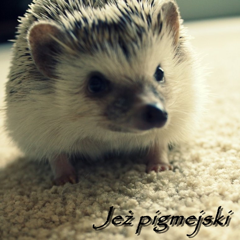 Jeż pigmejski ♥