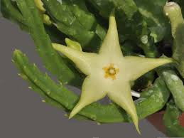 Stapelia divaricata.