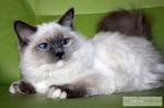 Ragdoll