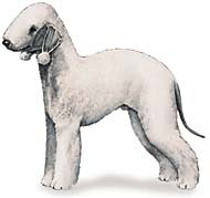 Bedlington+Terrier_lg.jpg