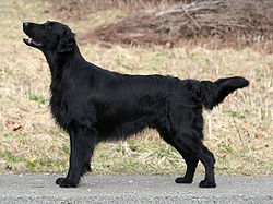 250px-Flat_Coated_Retriever_-_black.jpg