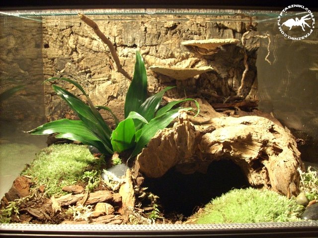 terrarium_lesne.jpg