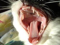 250px-Yawning_Cat.jpg