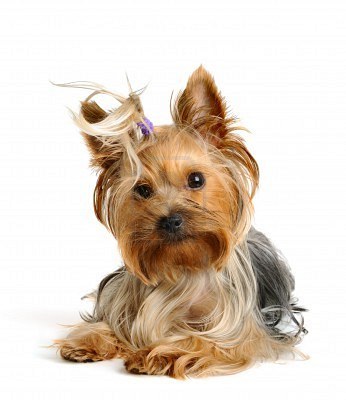 yorkshire-terrier_large.jpg