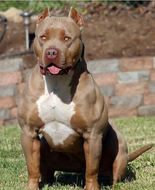 American Bully Extreme