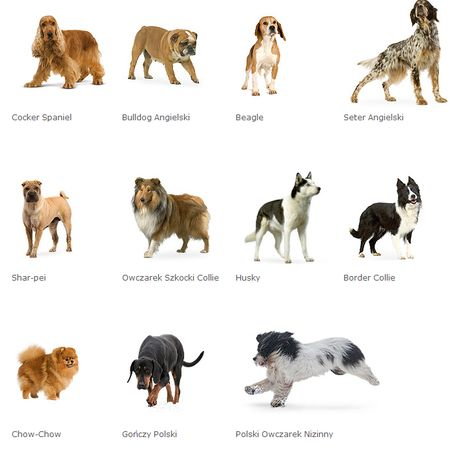 Podacie jakieś rasy fajnych psów ŚREDNIEJ wielkości...:)? - Zapytaj.onet.pl  -