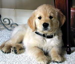 Golden Retriver