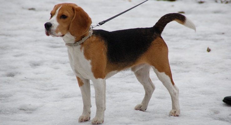 Beagle