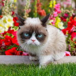 Grumpy Cat