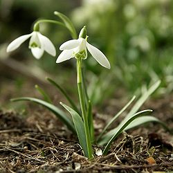 250px-Galanthus_nivalis.jpg