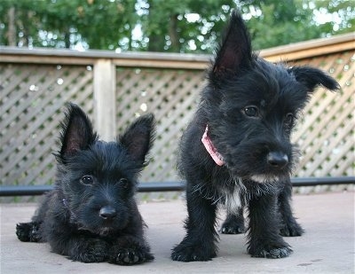 ScolandTerrierPuppies10Weeks.JPG