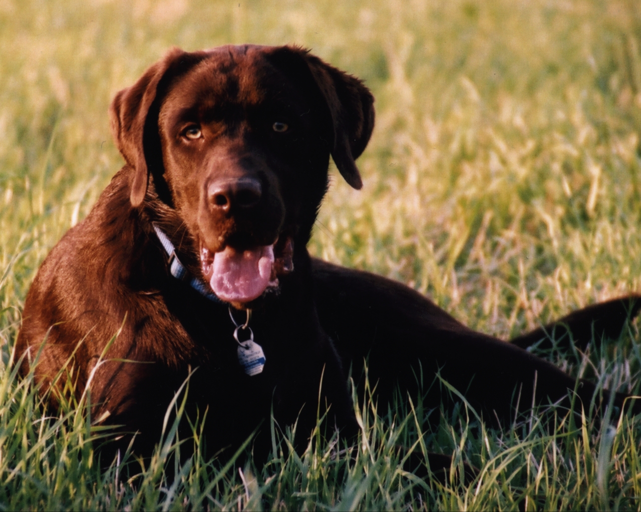 Labrador_Retriever_Choco_(Sonny).jpg