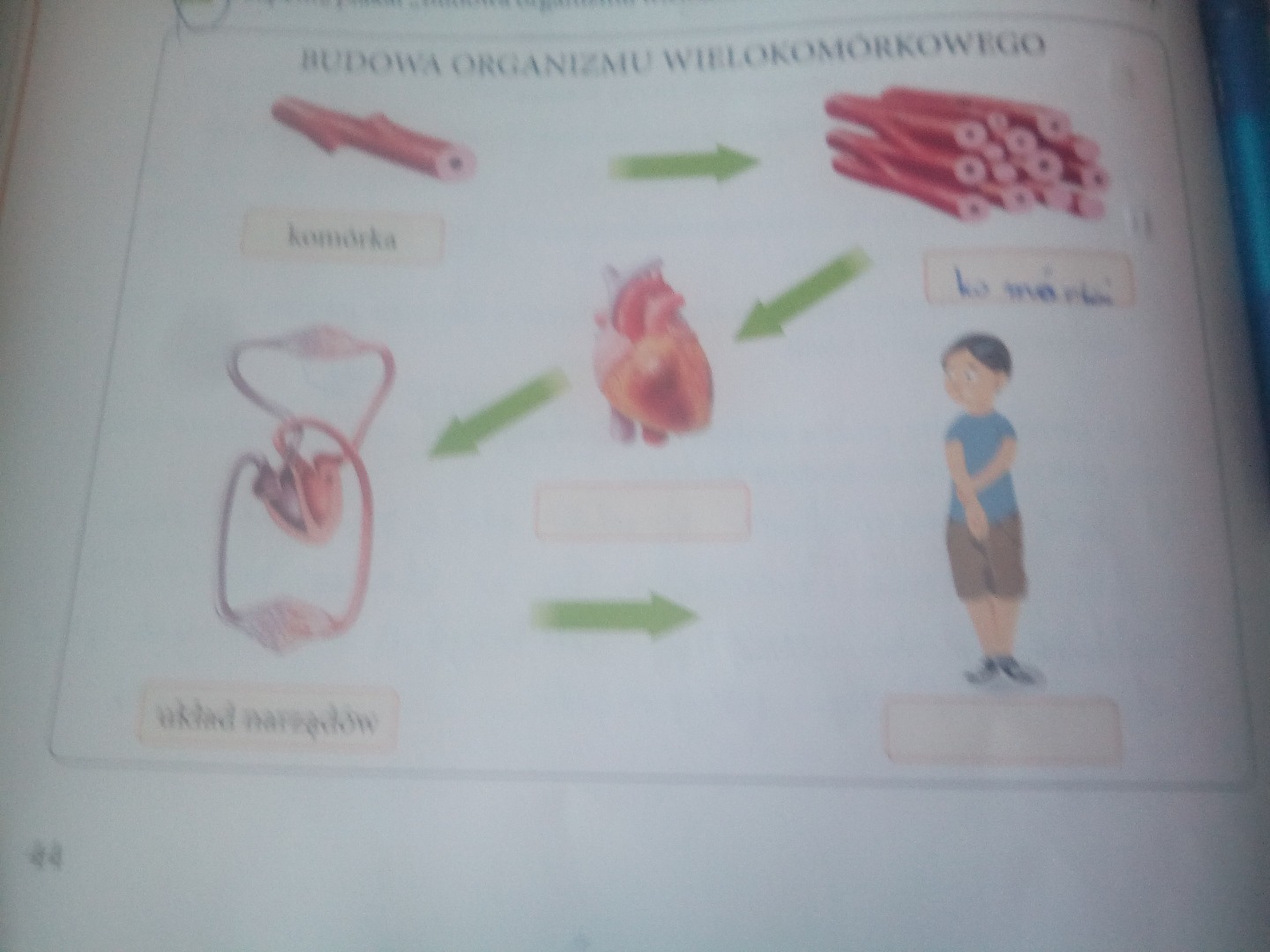 Uzupełnij Plakat Budowa Organizmu Wielokomórkowego Wpisując Brakujące Nazwy Uzupełnij plakat budowa organizmu wielokomórkowego wpisując brakujące