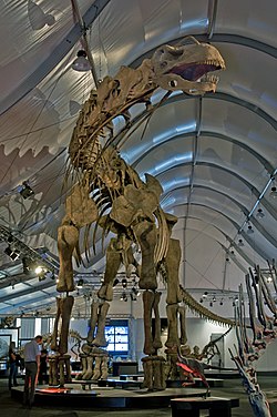 250px-Argentinosaurus_DSC_2943.jpg