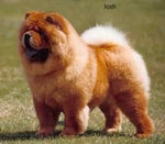 Chow Chow 