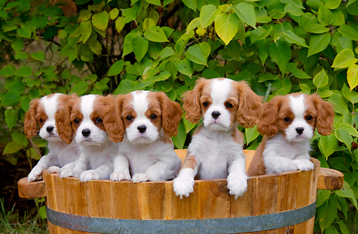 Cavalier, Westie i Husky- przepiękne pieski